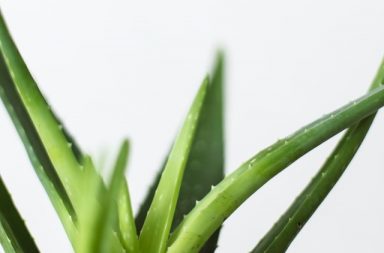 Abbildung Aloe Vera