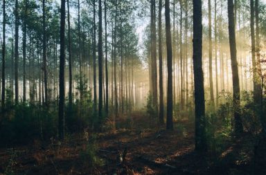 draußen im Wald