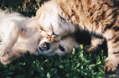 Hund und Katze im Gras