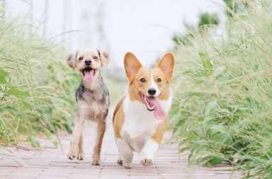 Abbildung Hund und Pflanzen