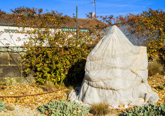 Winterfeste Gartenpflege: Pflanzenschutz