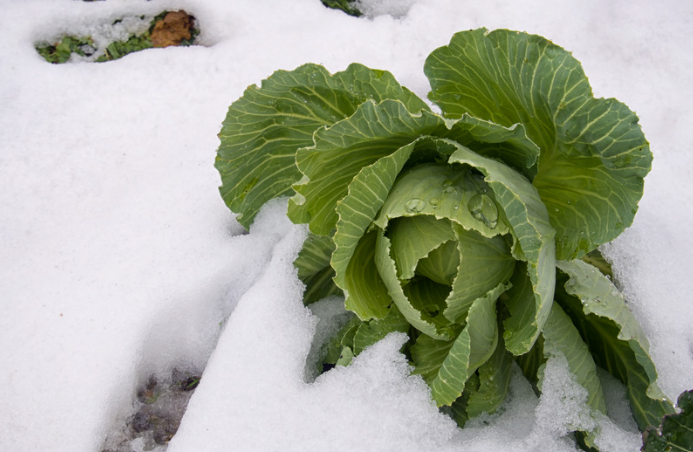 Winterhartes Gemüse anbauen