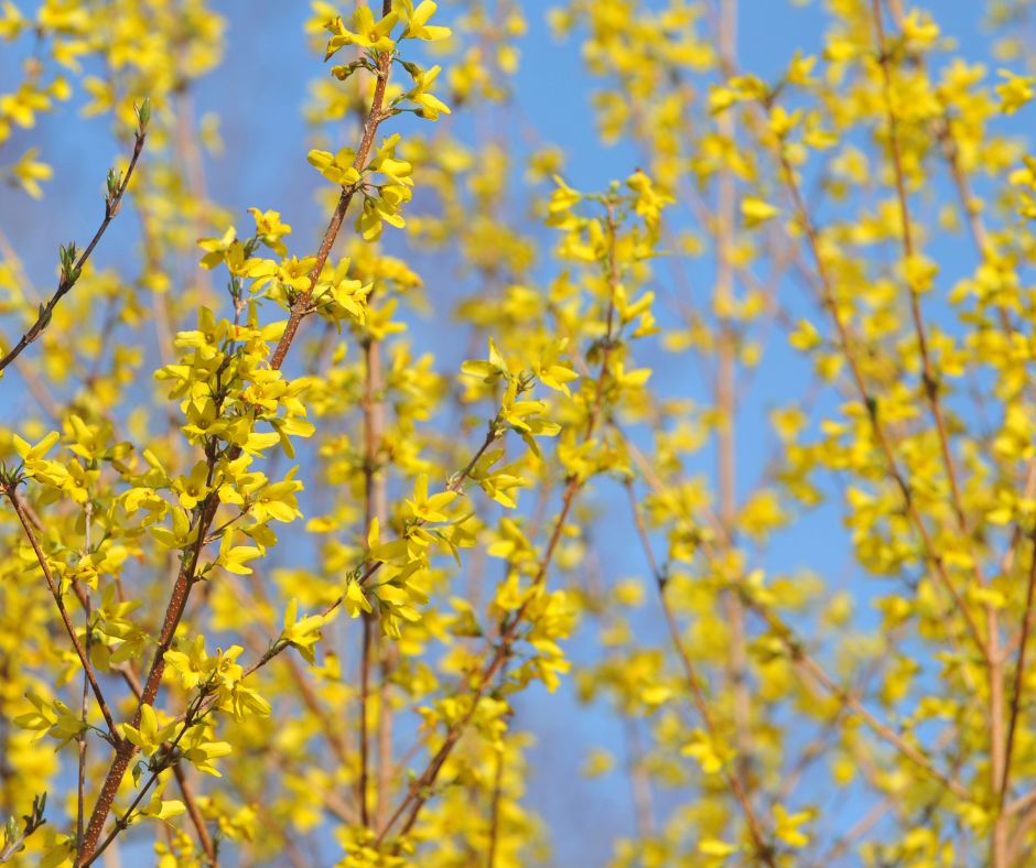 Forsythien