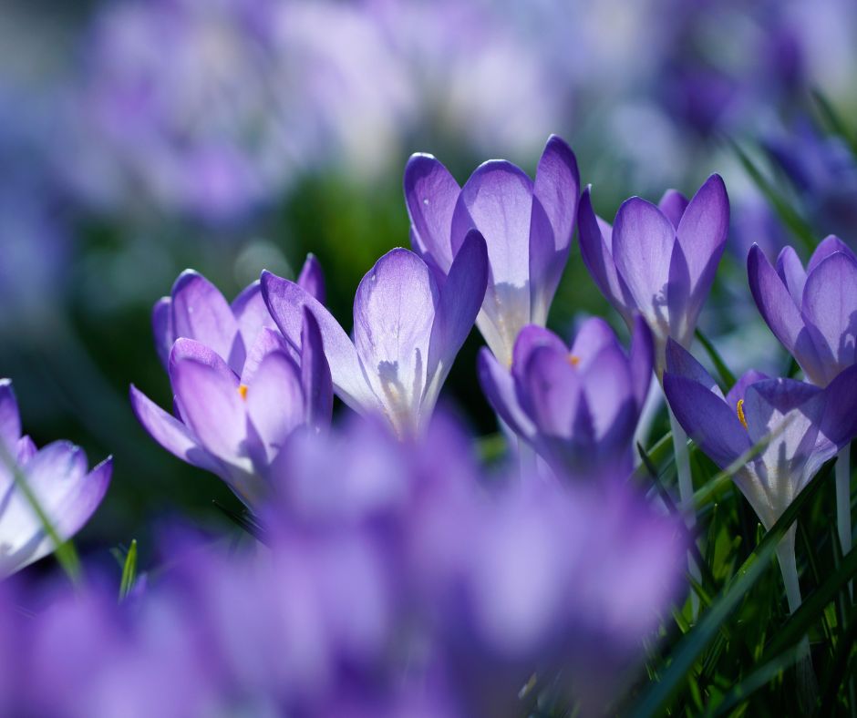 Blumen im März: Narzissen