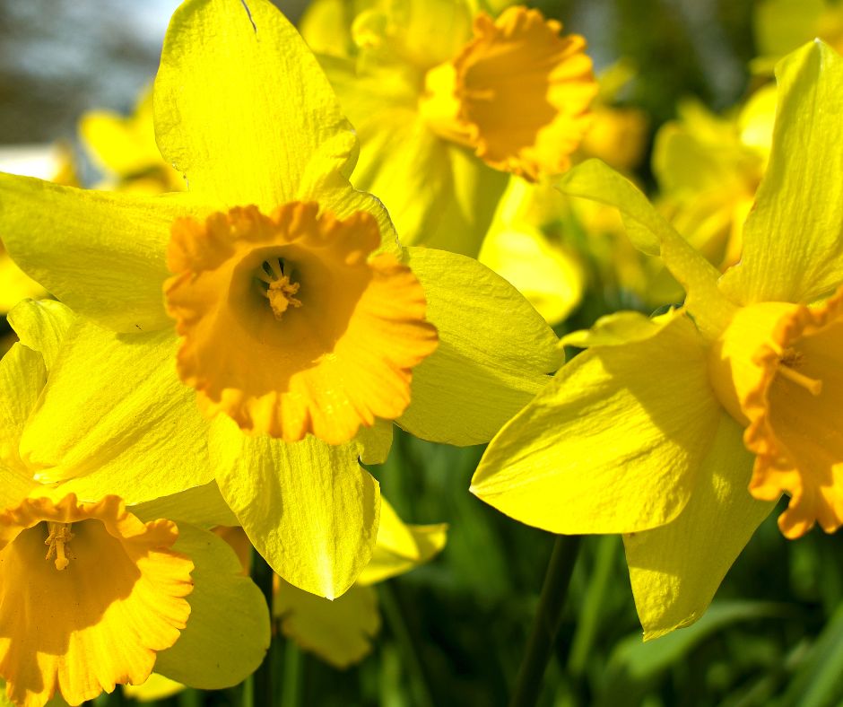 Blumen im März: Narzissen