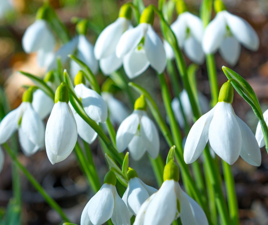 Blumen im März: Schneeglöckchen