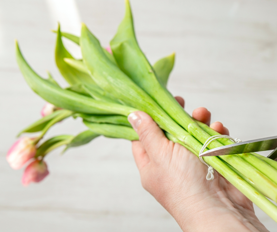 Tulpen Pflege