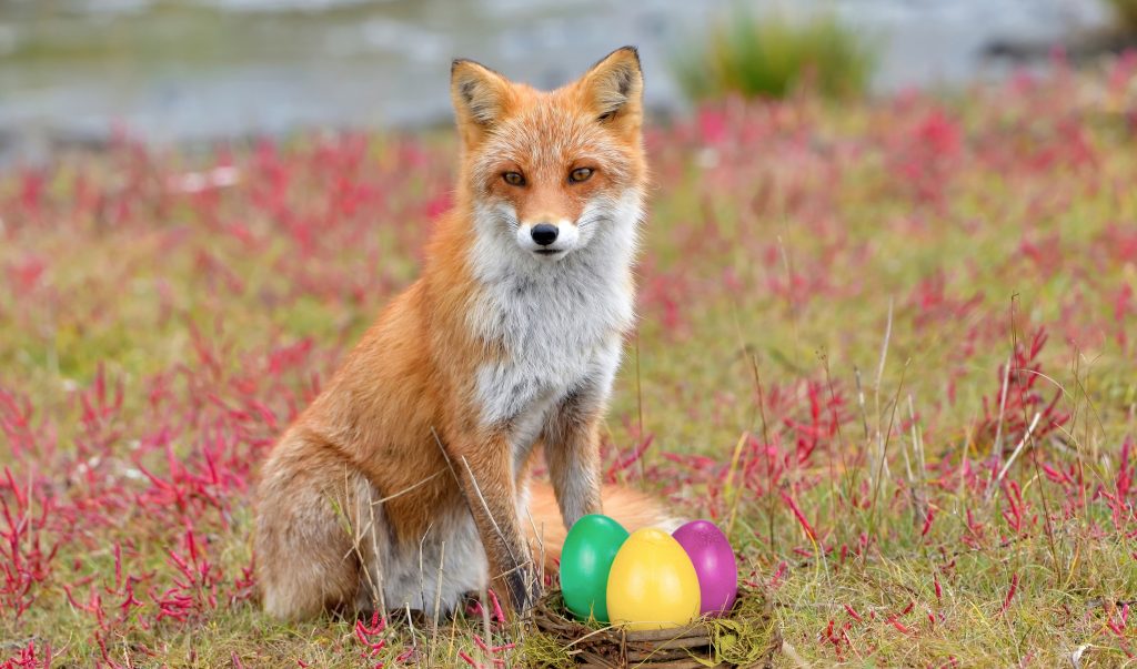 Fuchs auf einer Wiese mit drei Ostereiern vor den Füßen.