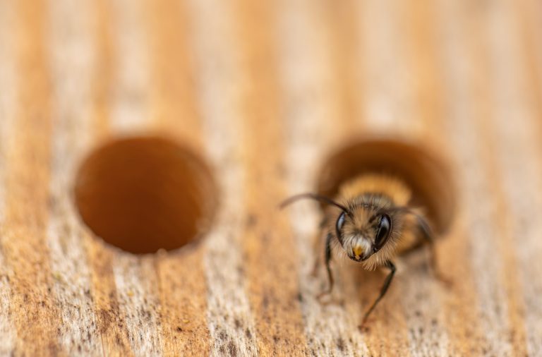 Insektenhotel selber bauen: Biene guckt aus einem Holzloch