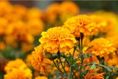 Ringelblume