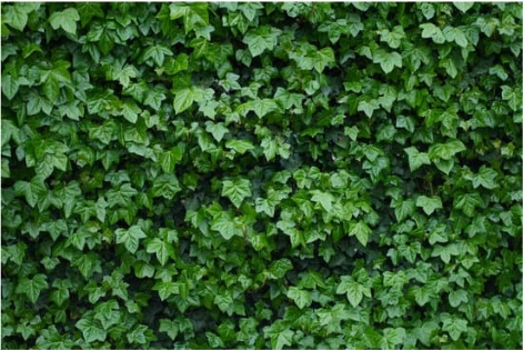 Efeu (Hedera helix)