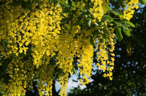 Goldregen (Laburnum anagyroides)