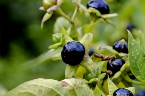 Tollkirsche (Atropa belladonna)