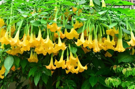 Engelstrompete (Brugmansia)
