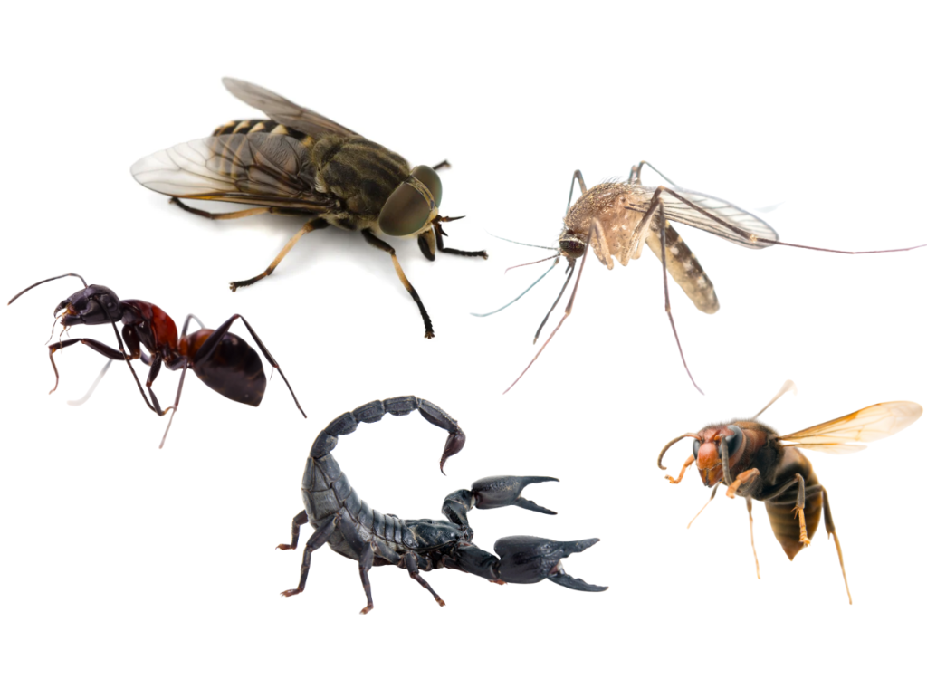 Insekten