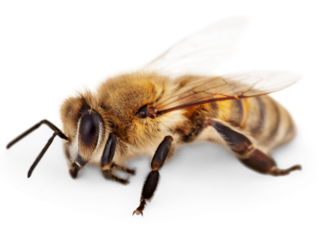 Honigbienen